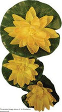 Load image into Gallery viewer, Reefe Decor Floating Lilies Set of 3, Pink/White/Yellow